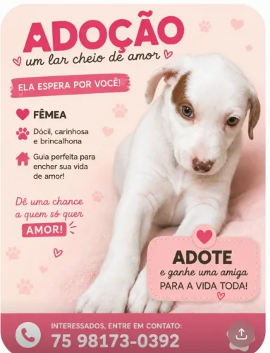 Doação de cadelinha fêmea