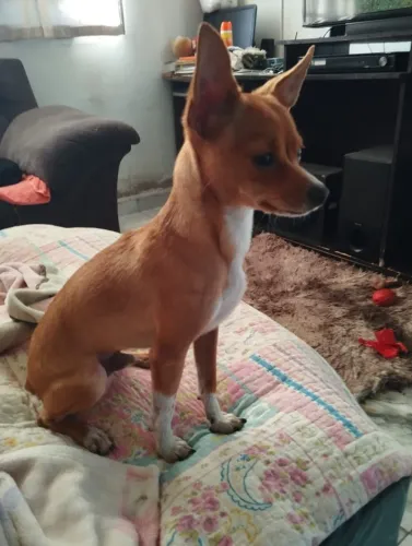 Vende se cachorrinho Pincher
