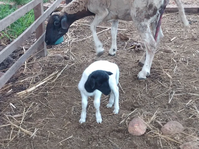 Ovelha dorper parida de fêmea dorper pura. Primeira cria. Oportunidade.