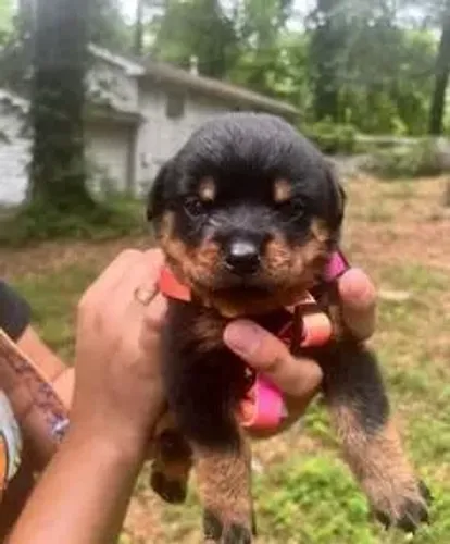 Rottweiler Cachorrinho que pode surpreender você de verdade