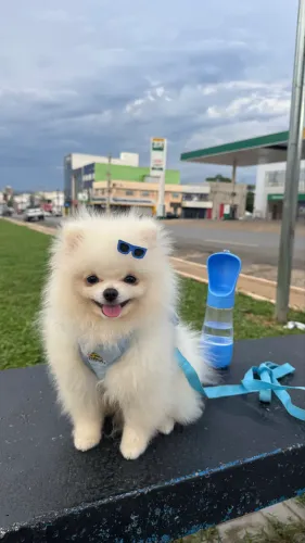 SPITZ ALEMÃO DISPONÍVEL PARA CRUZA!