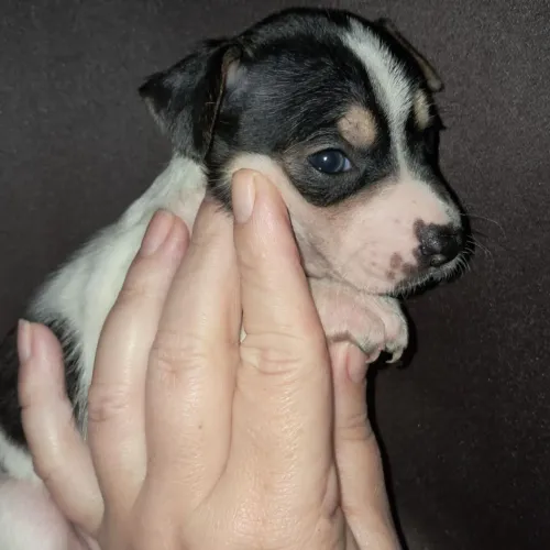Pinscher fêmea tricolor entrego hoje