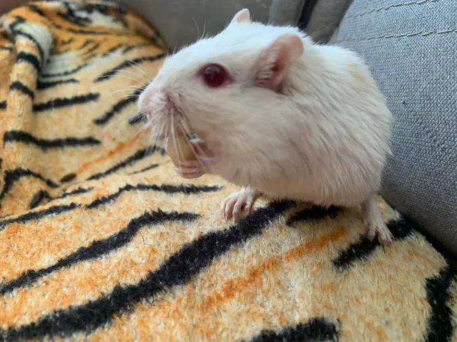 Gerbil-esquilo da Mongólia