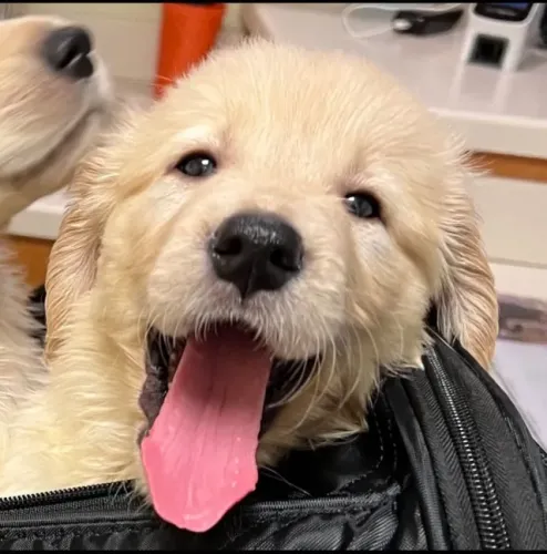 Filhotes de Golden retriever | Um pet para viver dias inesquecíveis.