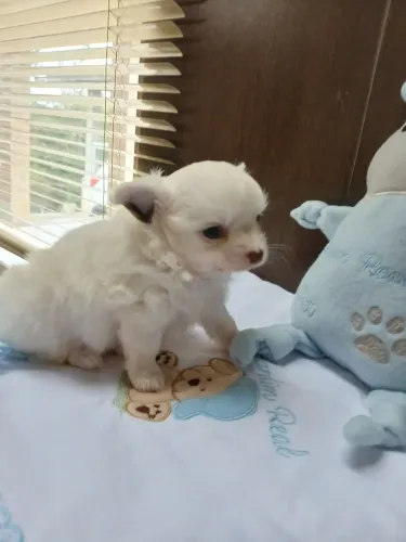 Chihuahua Branco Pelo Longo Macho.Excelente genética. Entregamos