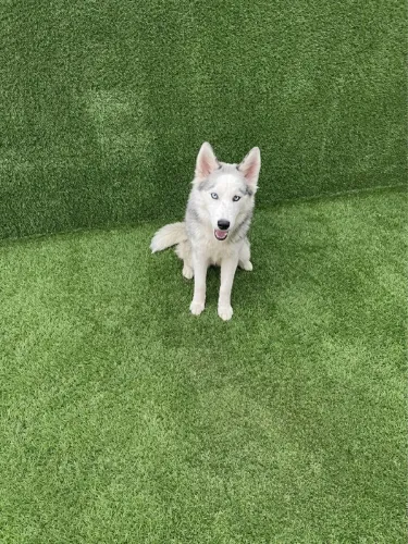 Husky Siberiano