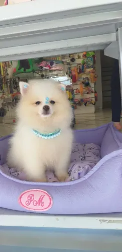 Spitz alemão fêmea com procedência!!!