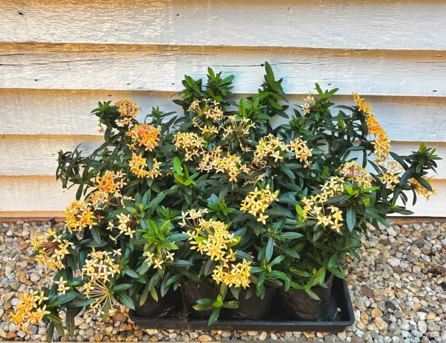Mini ixoras para plantas resistentes e floríferas pra jardim vermelha e amarela