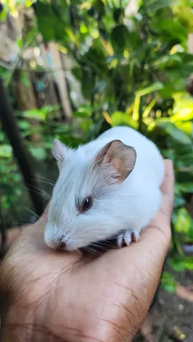 Porquinho da india