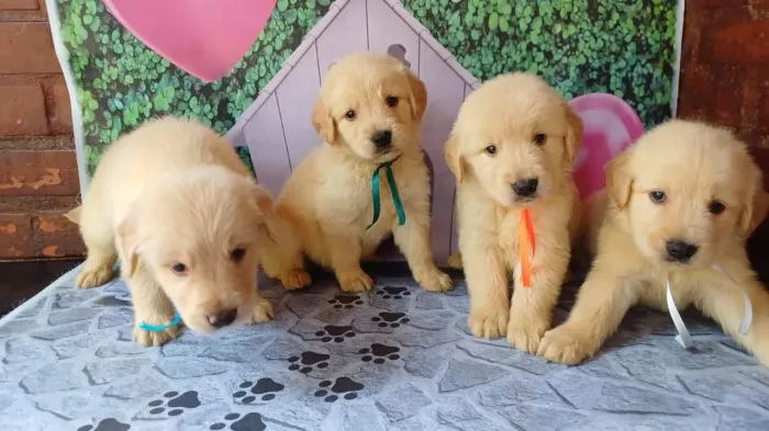 Carinhosos é inteligentes filhotes de Golden Retriever