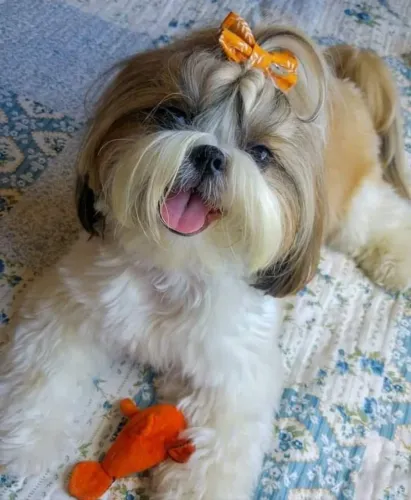 FILHOTES DE SHIH-TZU MICRO