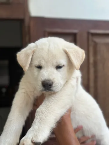 Filhote Akita Inu macho