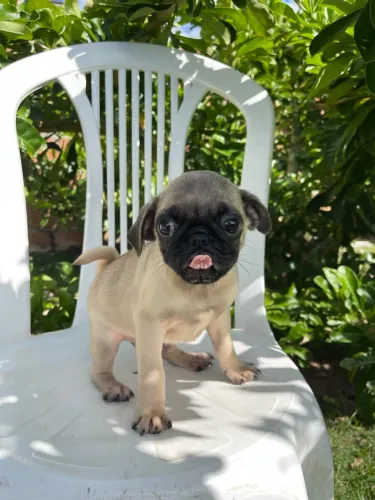 Lindo filhote de pug