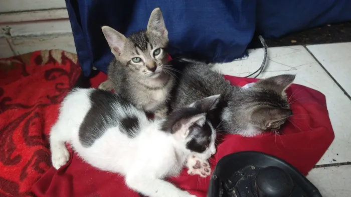 Gatos para doação filhotes fofinhos 