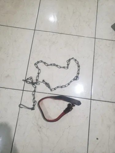 Coleira para cachorro