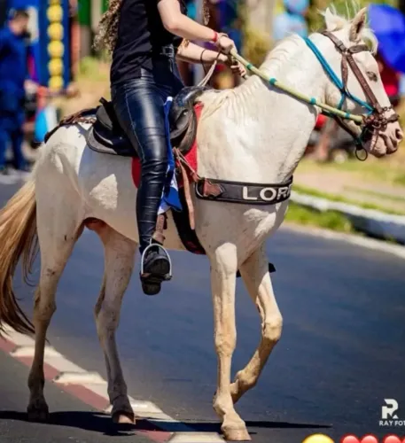 Cavalo mestiço