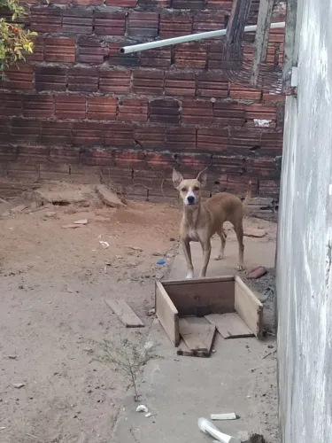 Doação de cachorro fêmea