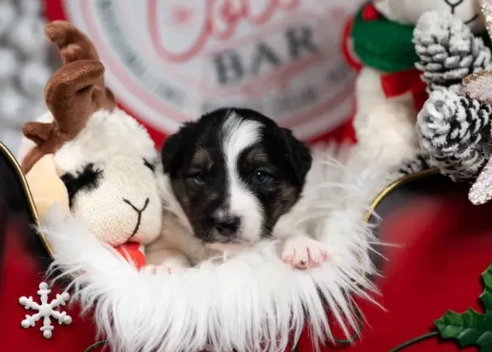Filhotes de Border Collie | Patinhas cheias de amor.