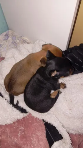 Vendo 2 machos de pinscher disponível 