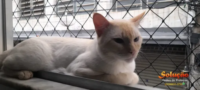 Redes De Proteção Para Gatos Em Juiz De Fora - MG