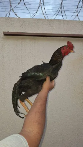 Frango