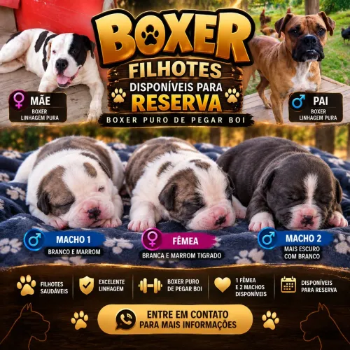 Lindos filhotes pra reserva