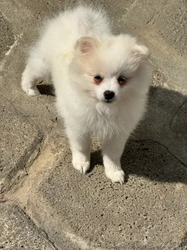 Linda menina com 70 dias! Brinde kit filhote!