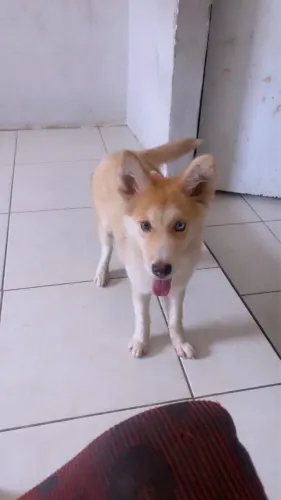 Vende-se cachorrinha husky
