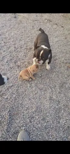 Vendo filhote de Bulldog Inglês com American Bully