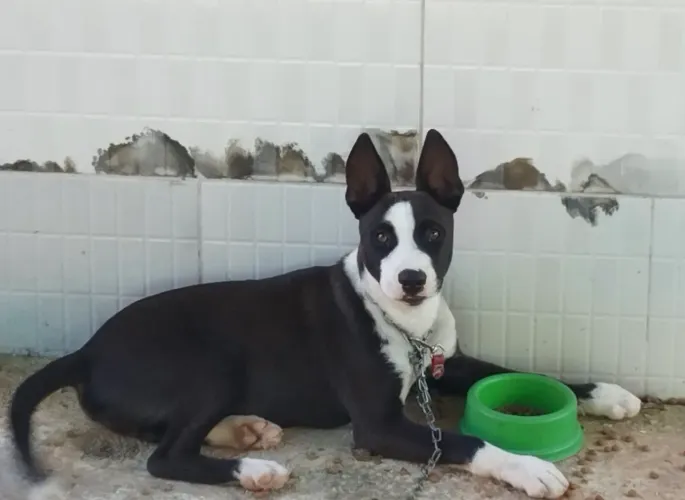 Cachorro com pedigree