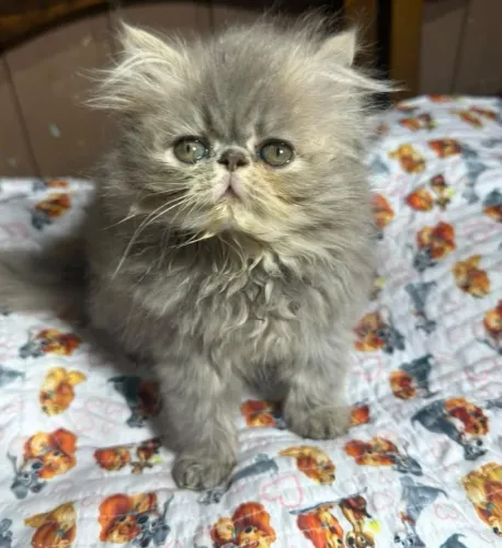 Gata persa
