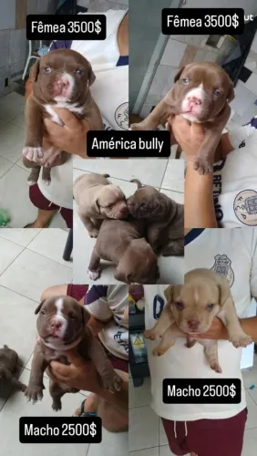Pit bull america bully 