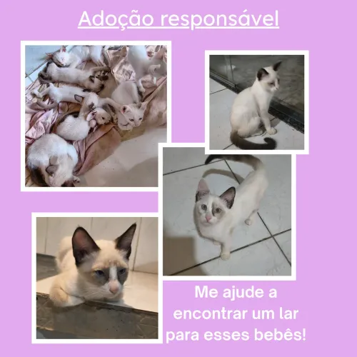 Gatos para Adoção