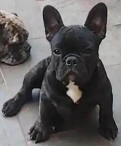 Bulldog Francês fêmea pronta entrega!