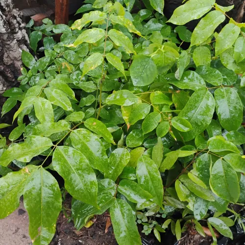 Vendo 25 mudas de pau pretinho a 10 reais cada