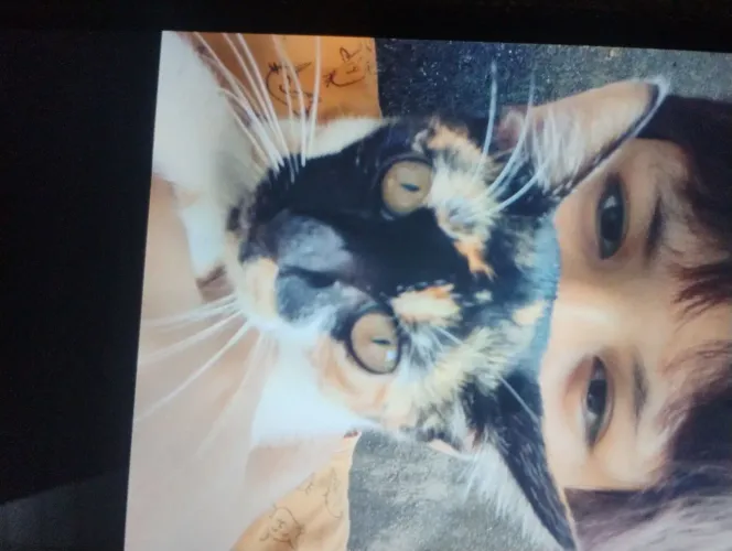 Gatinhos bonzinhos 