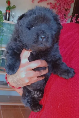 Filhote Chow Chow Pretos