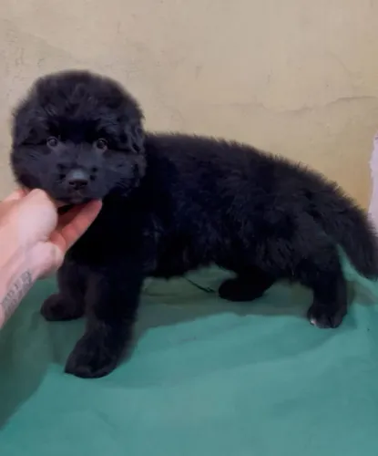 Pastor Alemão Pelo Longo - Alto Padrão 