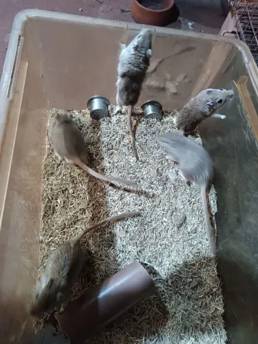 Gerbil esquilo mongolia 