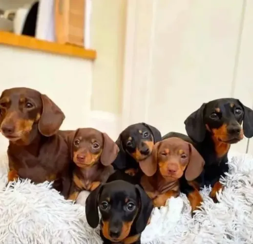 Dachshund / Basset Pelos Que Consolam