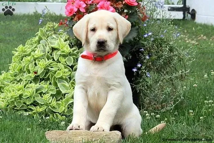 O melhor amigo que alguém pode ter ?