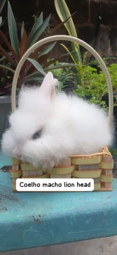 Coelhos mini lion head