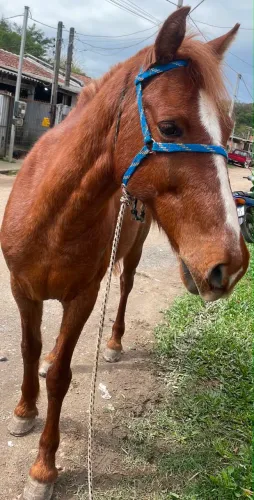 Vendo cavalo castrado de montaria e charrete