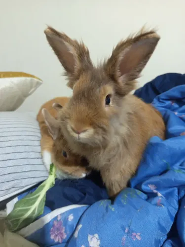 Coelhos