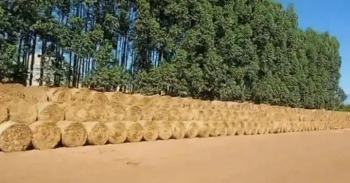 Feno massai 