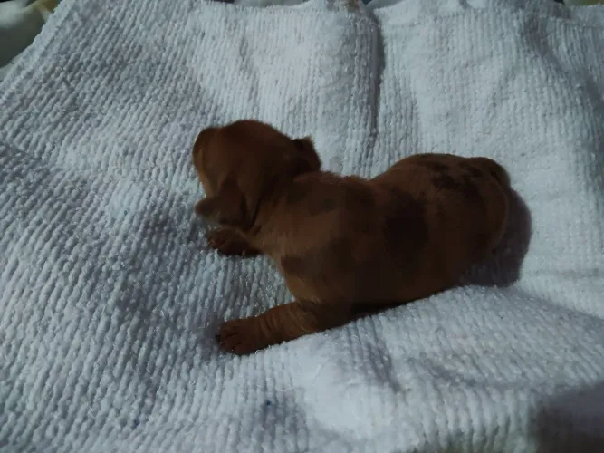 Pinscher 