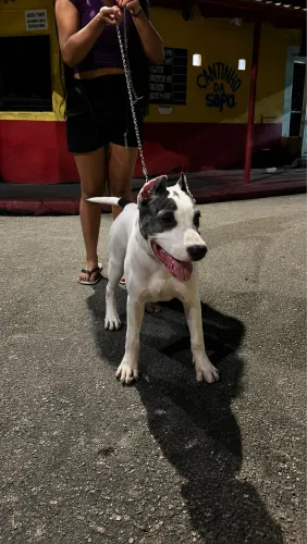 Filhote pitbull