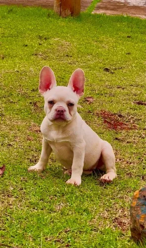 Bulldog Francês, filhote fêmea Platinum, Canil O'malley Bull's