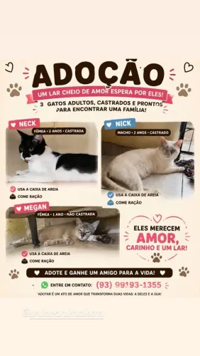 Gatos para adoção