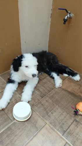 Filhote Fêmea de Old English Sheepdog